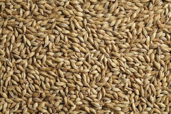 Солод Премиум пилзнер / Premium pilsner (Soufflet) 1кг.