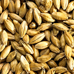 Солод SIMPSONS Vienna Malt (6-12 EBC)