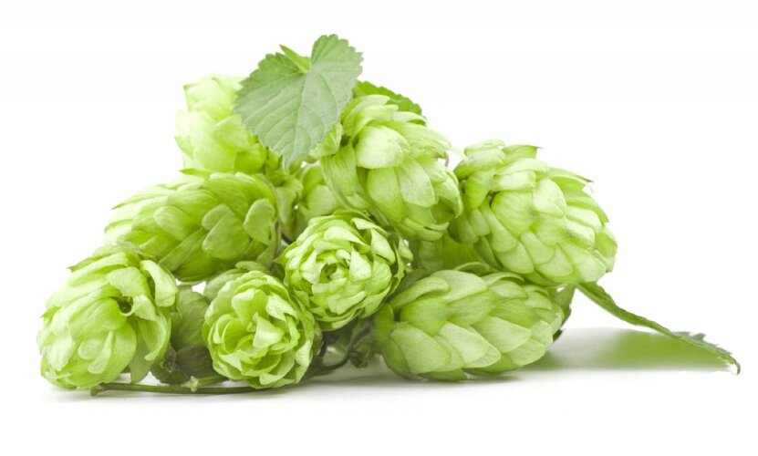 Хмель в шишках Подвязный (Чувашхмельпром, Россия), 50 г