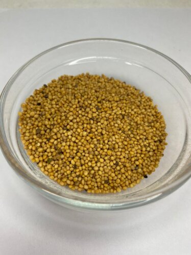 Горчица семена