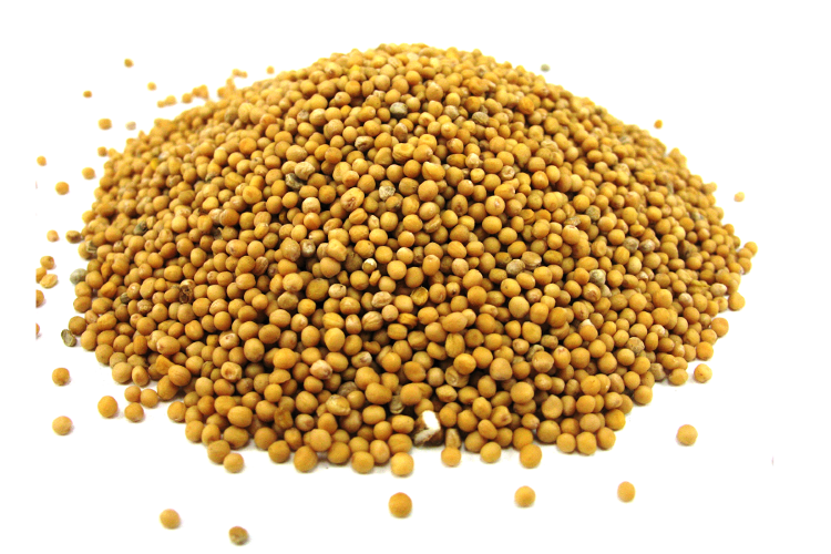 Горчица семена